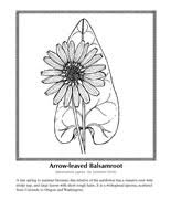 Download and print these wildflower coloring pages for free. Color Wildflowers