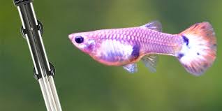 Ideal filter for ponds up to 500 gallons. Do Guppies Need A Heater To Survive