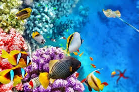 The great barrier reef is exceptionally close to the coast, a mere 40 kilometres away. Die Fauna Des Great Barrier Reef My Animals