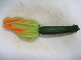 Zucchini grows best in temperate climates…not too hot, not too cold. Zucchini Cucurbita Pepo L Melopepo Flower Database