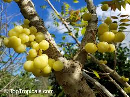 Image result for Phyllanthus acidus