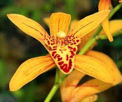 Pin On Orchids