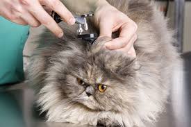 Perhaps you went to the vet like i did (3. How To Treat Ear Infections In Cats
