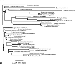 Image result for Pentarrhinum abyssinicum