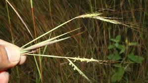 Image result for Hyparrhenia rufa