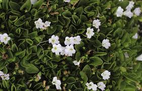 Image result for Falkia