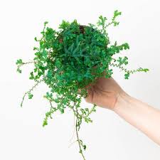 Image result for Selaginella perpusilla