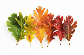 Maybe you would like to learn more about one of these? Oak Wilt Affects Red And White Oaks In Southern Wisconsin