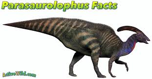 Image result for Phacelurus