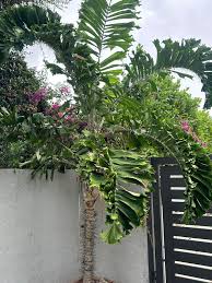 Image result for Aiphanes horrida