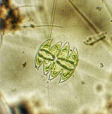 Image result for Micractis