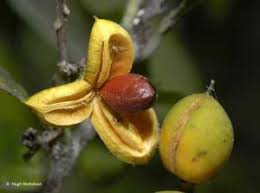 Image result for Argyrolobium tomentosum