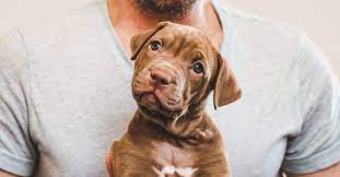 When it comes to domestic pet shipping, pet delivery services is the company you can trust. Coronavirus Pandemic Coincides With Spike In Online Puppy Scams Naked Security