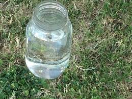 Pin By Carmen Schrum On Keep Cats Away And Keeps Weeds Away Cat Repellant Garden Cat Repellant Outdoor Outdoor Flowers