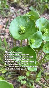 Image result for Nesaea cordata