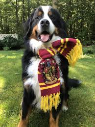 Bernese mountain dog puppies sacramento ca. 13 Dogs Who Already Have Their Halloween Costumes Ready