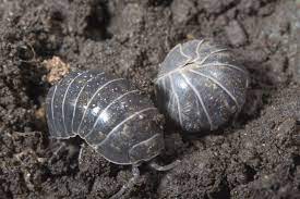 How To Kill Woodlice