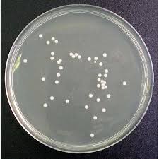 La gélose bcp (gélose lactée au bromocrésol pourpre) est un milieu d'isolement et de différenciation destiné au développement de tous les germes couramment rencontrés dans des prélèvements d'origines diverses. Extrait De Malte N 1 Gelose X 500g Atlantic Labo Ics