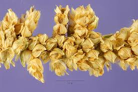 Image result for Eleusine coracana