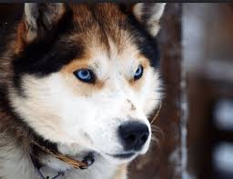 On training your german shepherd puppy mix your must start with these main two, obedience and socializing training. German Shepherd Husky Mix A Strong Striking Dog My Dog S Name