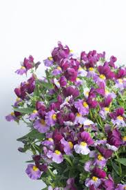 Image result for Nemesia zimbabwensis