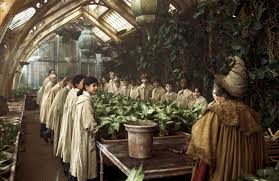 Maybe you would like to learn more about one of these? How To Live Like Professor Sprout Wizarding World
