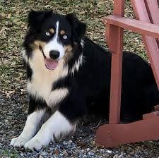 Blue Eyed Black Tri Australianshepherd Scattered Oaks Ranch Https M Facebook Com Silver Black Tri Australian Shepherd Aussie Dogs Miniature American Shepherd
