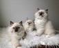 BabyBundles - Ragdoll Cats and Kittens