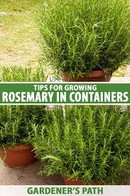 Image result for rosemary container