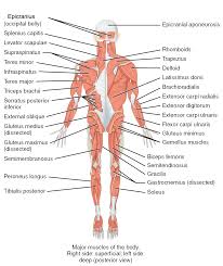 Skeletal muscle is a voluntary type of muscle tissue that is used in the contraction of skeletal parts. Which Muscle Is Located At The Front Of The Trunk