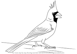 We did not find results for: Learn How To Draw A Northern Cardinal Birds Step By Step Drawing Tutorials