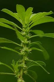 Image result for Amaranthus thunbergii