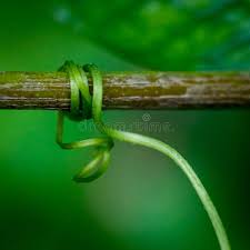 Maybe you would like to learn more about one of these? Vine Wrapped Around Branch Photos Free Royalty Free Stock Photos From Dreamstime