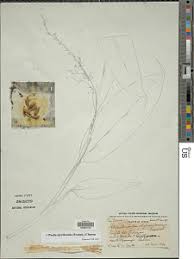 Image result for Heteranthoecia  guineensis