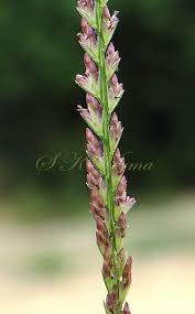 Image result for Dinebra