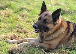 German shepherds are known to be a highly active and energetic breed. 5 Best Dog Foods For German Shepherds Only The Best For Gsds