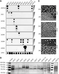 Image result for White 1995 AAV