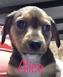 Frolic with your furry friend at one of expedia's 54 el paso hotels that allow pets. El Paso Tx Corgi Meet Alice A Pet For Adoption