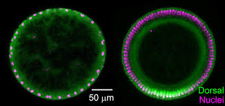 Maternal genes bicoid is sequestered in the oocyte during oogensis without toll signal, cactus binds dorsal to keep it in the cytoplasm. Researchers Find Diffusion Plays Unusual Signaling Role In Drosophila Embryos