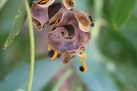 Image result for Acacia auriculiformis