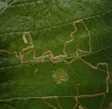 Image result for Stigmella floslactella