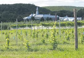 Planter un cep de vigne et le conduire à la verticale ou à l'horizontale. Le Secret Derriere Le Succes Du Vin Quebecois La Terre De Chez Nous