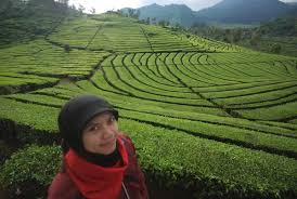 Maybe you would like to learn more about one of these? Ada Crop Circle Di Bandung Tapi Bukan Ulah Ufo