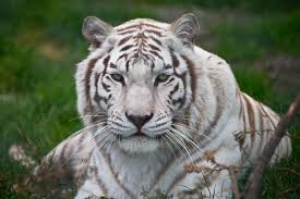 White tiger, animals, white tigers, nature, open mouth, blue eyes. White Tiger Wallpapers Images Photos Pictures Backgrounds White Tiger Images Hd Download 3400x2266 Download Hd Wallpaper Wallpapertip