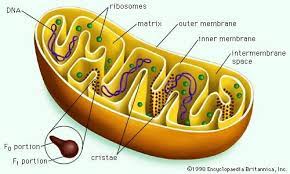 Cell Regulation Of Rna After Synthesis Biology Britannica Com Cell Biology Mitochondria Biology