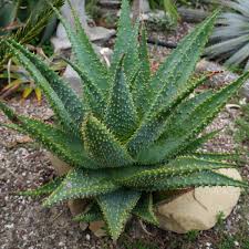 Image result for Aloe plowesii