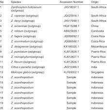 Image result for Zanthoxylum delagoense