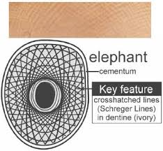 Bones and cartilages, along with the skeletal muscles, form the skeleton of vertebrates. Ivory Genuine Fake And Confusing