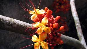 Most Indian Traditional Medicines With Ashoka Ingredient Are Spurious Study Traditional Medicine Heavy Menstrual Bleeding Remedies