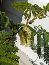 Image result for Albizia glaberrima